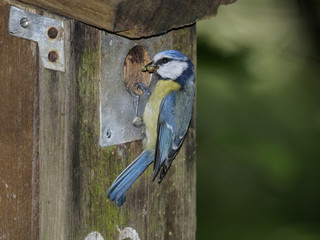 Blue tit, Cyanistes caeruleus
