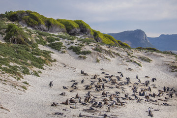 Cute African Penguins waking up at Sunrise on Boulders Beach, Cape Town, South Africa.