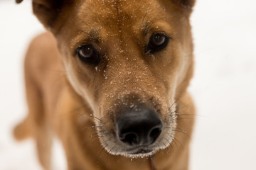 dog with snowy nose