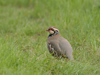 Red-legged partridge, Alectoris rufa