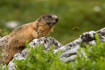 the swish on the rock in the wild nature of the beautiful clean mountains