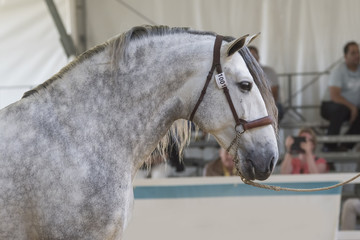 Retrato de un caballo español © Azahara