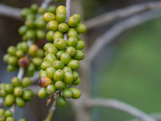 ripe coffee beans on the farm