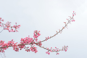pink sakura flowers, beautiful Cherry Blossom in nature .