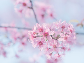 pink sakura flowers, beautiful Cherry Blossom in nature .
