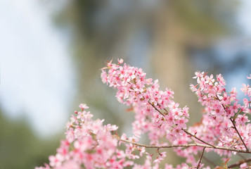pink sakura flowers, beautiful Cherry Blossom in nature .