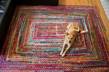 tan dog on multicolored rug