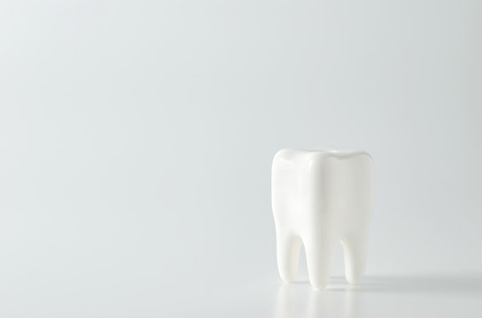Close up of white tooth dental model on white background