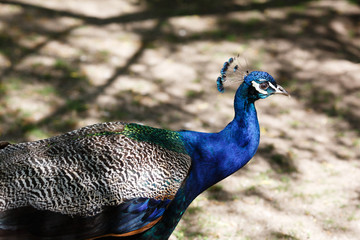 Fototapeta premium Beautiful bird male peacock close up sing song. Shot made in Reservation (national park) Askania Nova, Ukraine