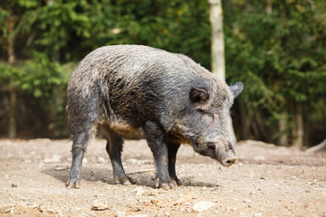 Naklejka na ściany i meble Wild pig in the summer forest