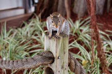 Adorable squirrel watching and waiting for food