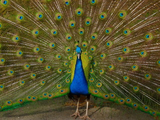 Obraz premium Mil ojos