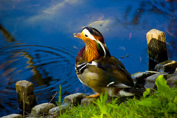 The Mandarin Duck is a bird species native to East Asia.As a decorative wing, this duck species has...