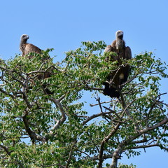 white backed vulture in Kruger National Park in South Africa