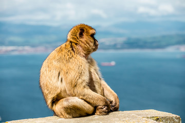 Portrait of a wild female macaque.  Macaques are one of the most famous attractions of the British...