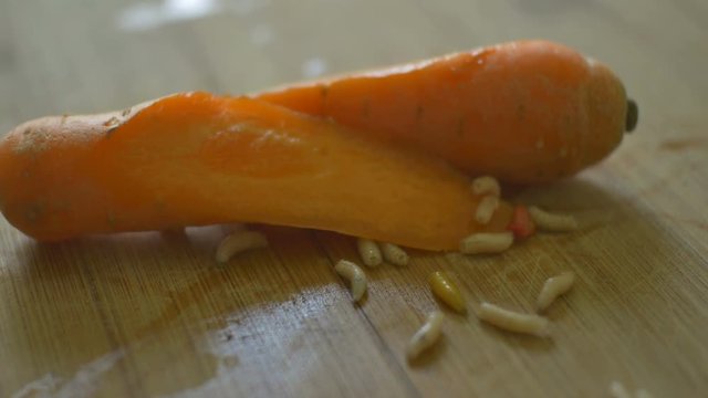 Disgustful worms crawling over a left carrot in kitchen.