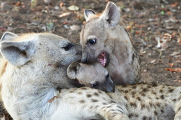 female of spotted hyaena with two cubs,Kruger National park in South Africa