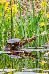 Painted Turtle #5