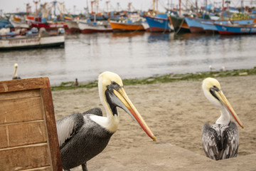 Pelicanus en la playa