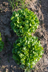 ackerbau mit frischem Salat