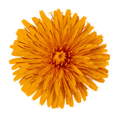 Flower orange  dandelion  isolated on white background. Flower bud close up.  Element of design.