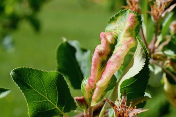 Rosy Apple Aphid (Dysaphis Plantaginea), plant disease, Detail of affected leaf	