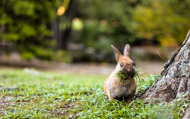 brown rabbit eating green grass in a park