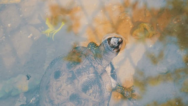 Turtle stuck her head out of the water. Turtle in the park in an artificial pond