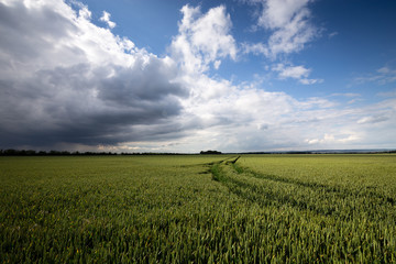 Felder mit blauen Himmel und Unwetter zieht heran