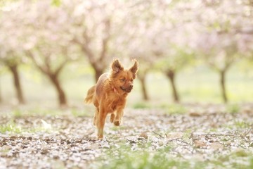 Milky, almond trees blossom 