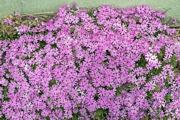 Beautiful lavendar phlox in full bloom against a cement wall on a spring day in Missouri.