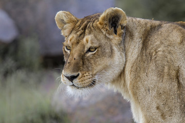 Portrait from a lioness, resting in a granite kopje in the Serengeti National Park in Tanzania