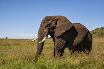 Naklejka na ściany i meble Big bul elephant in the Serengeti National Park in Tanzania