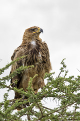 Tawny Eagle in a small tree in the Serengeti National Park in Tanzania
