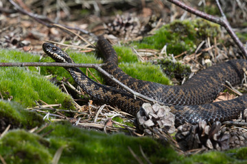 Adder (Vipera berus)/Common European Viper travelling through leaf litter on the forest floor