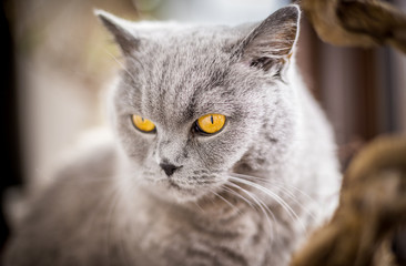 British Shorthair cat with blue and grey fur