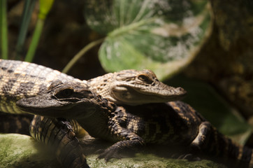 Obraz premium Everglades