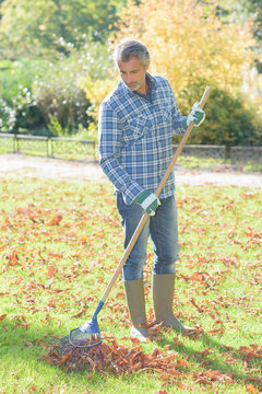 Middle aged man raking leaves