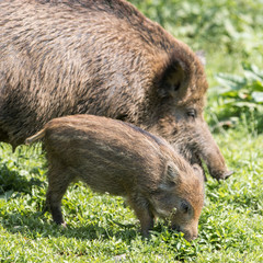 Bache und Frischling Wildschwein (Sus scrofa)