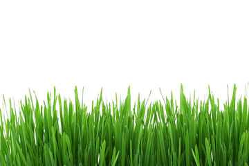 Green grass meadow border pattern. Spring or summer nature plant field lawn. Grass isolated on white background.Design for web,montage,banner decor.Copy space empty blank for text.