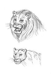 Pencil sketch of lion, hand drawing