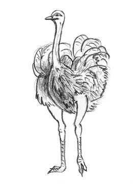 Pencil sketch of Ostrich, hand drawing