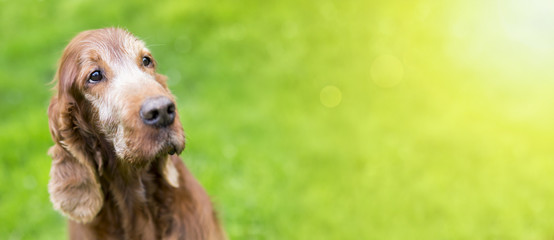Web banner of a beautiful old Irish Setter dog