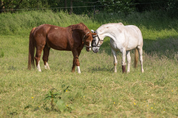 Obraz na płótnie Canvas zwei Pferde begrüssen sich auf der Wiese
