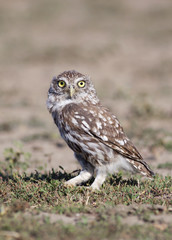 Funny animal - vertical image of an owl as looking in the grass