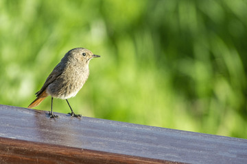 Little wild bird