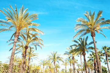 Travel, tourism, vacation, nature and summer holidays concept - palm trees, blue sky background