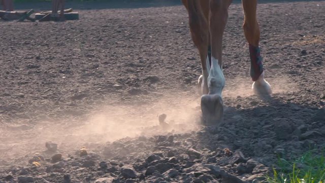The horse defecates on the move, horse feces fall to the ground when running trot, slow motion
