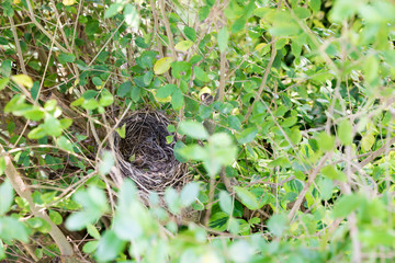 Empty bird nest