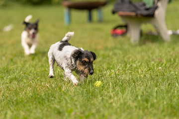 dog and ball on a green field - Jack Russell Terrier